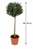 Pień drzewa oliwnego 100-120 cm - Śródziemnomorskie drzewo Podgląd zdjęcia produktu 5