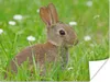 MuchoWow® Poster Kaninchen - Blumen - Gras 160x120 cm - Produktbild-Vorschau 2