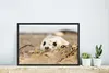 MuchoWow® MuchoWow® Gerahmtes Poster Robbe hinter Produktbild-Vorschau 4