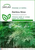 SAFLAX  - Bambou Moso - 20 graines - Phyllostachys Voir les images du produit 1