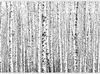 Vlies Fototapete - Birch forest 350x245 cm Landschaften Produktbild-Vorschau 5