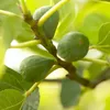 A close-up view of unripe figs growing on a tree branch, surrounded by green leaves. Produktbild-Vorschau