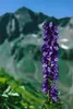 Aconitum napellus, Eisenhut, tiefblau, ca. 11x11 cm Topf Produktbild-Vorschau 7