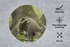 MuchoWow® Mauspad Mousepad Waschbär - Wasser - Wald 30x30 Produktbild-Vorschau 2