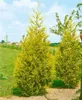Cupressocyparis leylandii, Leyland-Zypresse, immergrün, Produktbild-Vorschau 11