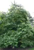 Amerikaanse vijgenboom (Diospyros virginiana) - 5 zaden Productafbeelding-voorbeeld 2