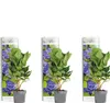 Bloomique - Lot de 3 - Hydrangea Macrophylla Early Blue - Voir les images du produit 1