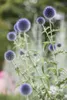 Echinops ritro, Kugeldistel, stahlblau, ca. 9x9 cm Topf Produktbild-Vorschau 1