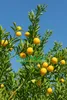 Semínko/Sázenec citrusu Finger Lime odrůdy Eremorange nebo Náhled obrázku produktu 3