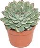 A succulent plant in a pot. Anteprima dell’immagine prodotto