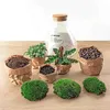 Flaschengarten - Sammie - Ökosystem mit Pflanzen im Glas - Produktbild-Vorschau 6