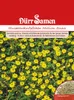 Husarenknöpfchen Million Suns | Husarenknöpfchensamen von Produktbild-Vorschau 1