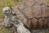 Schildkröte Sonderedition für den Garten Vorgarten oder Produktbild-Vorschau 2