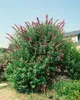 Buddleja davidii 'Royal Red', Schmetterlingsflieder, rot, Produktbild-Vorschau 12