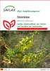 SAFLAX - Steinklee - Melilotus officinalis - 250 Samen Produktbild-Vorschau 1