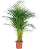 Goldfruchtpalme - pflegeleichte Zimmerpflanze, Areca Dypsis Produktbild-Vorschau 1