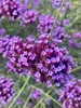 A close-up view of purple Verbena bonariensis flowers. Podgląd zdjęcia produktu