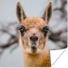MuchoWow® Poster Lama - Selfie - Boom 50x50 cm - Produktbild-Vorschau 1