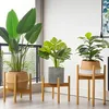 Three potted plants on wooden stands in a well-lit room. Produktbild-Vorschau
