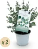 Eukalyptusbaum Eucalyptus gunnii - 2 Pflanzen - Winterhart Produktbild-Vorschau 2