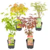 4er-Mix Acer Palmatum, Japanischer Ahorn, 20-30 cm, Topf Produktbild-Vorschau 1