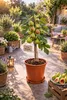 Feigenbaum Breva 70–100 cm – Echte Feige (Ficus carica) Produktbild-Vorschau 3