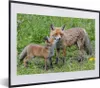 MuchoWow® MuchoWow® Gerahmtes Poster Füchse - Kind - Gras Produktbild-Vorschau 1
