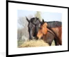 MuchoWow® MuchoWow® Gerahmtes Poster Pferde - Heu - Tiere Produktbild-Vorschau 1