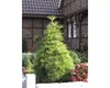 A small evergreen tree in a garden setting, with a brick house in the background. Náhled obrázku produktu