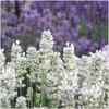 Plants by Frank | 48 Weißer Duft-Lavendel Pflanzen | Produktbild-Vorschau 3