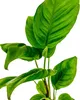 Aquarium Pflanze 3 Stück Anubias heterophylla Produktbild-Vorschau 3