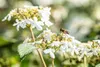 Viburnum plicatum 'Summer Snowflake', Japanischer Produktbild-Vorschau 10
