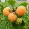 Orange Himbeerstrauch ´JANTAR´ 40-50 cm, Cont. 1 l Produktbild-Vorschau 5