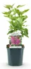 Green boutiQ - Plante de jardin - Syringa vulgaris Ludwig Voir les images du produit 2