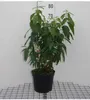 Chimonanthus praecox (fragrans) - Chinesische Winterblüte Produktbild-Vorschau 1