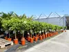 Citrus Yuzu 100 - 120 cm, Zitronenbaum Zitrone, japanische Produktbild-Vorschau 7