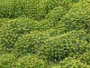 Stauden Gänge 1 x Azorella trifurcata 'Nana' - Adenpolster Produktbild-Vorschau 3