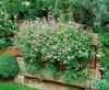 Spiraea japonica 'Little Princess', Zwerg-Spiere, rosa, Produktbild-Vorschau 13