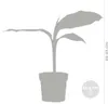 Bloomique - Lot de 3 - Musa Basjoo - Bananier du Japon - Voir les images du produit 3