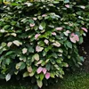 A close-up view of a leafy plant with variegated leaves in shades of green, pink, and white. Produktbild-Vorschau