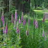 Bloomique - 3er Set - Digitalis Purpurea Gloxiniiflora - Produktbild-Vorschau 4
