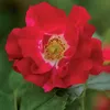 Green boutiQ - Klimroos - Rosa Red Queen - Bloem Rood - Voir les images du produit 4