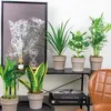Bloomique - 5er-Mix - Pflegeleichte Pflanzenmischung - Produktbild-Vorschau 4