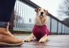 Dres pro psa Hunter Malmö Burgundská červená Náhled obrázku produktu 11