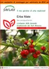 SAFLAX Garden in the bag - Erba Mate - 10 semi - Ilex Anteprima dell’immagine prodotto 1