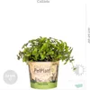 3x Mieszanka przyjazna zwierzętom - Cyperus - Chlorophytum Podgląd zdjęcia produktu 4