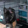 A German Shepherd puppy in a metal crate. Anteprima dell’immagine prodotto