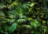 Vlies Fototapete - Sunny Jungle 350x245 cm Blätter Produktbild-Vorschau 5