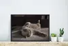 MuchoWow® MuchoWow® Gerahmtes Poster Tier - Katze - Grau Produktbild-Vorschau 4