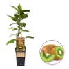 A kiwi plant in a pot and a close-up of kiwi fruits. Produktbild-Vorschau